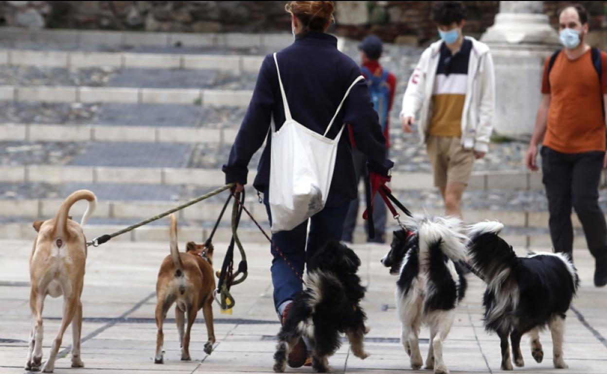 Malaga aims to be top dog as Spain's most petfriendly city Sur in